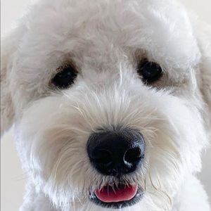 Meet your Posher, Paul